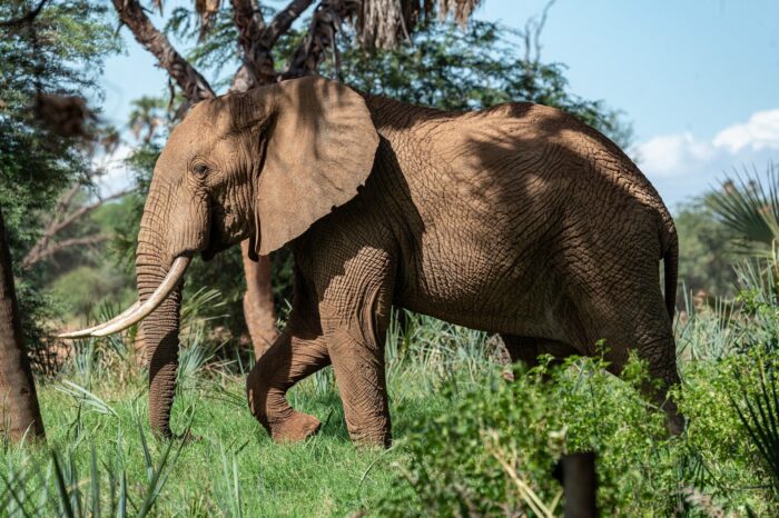 Safari Tembo – Sopa