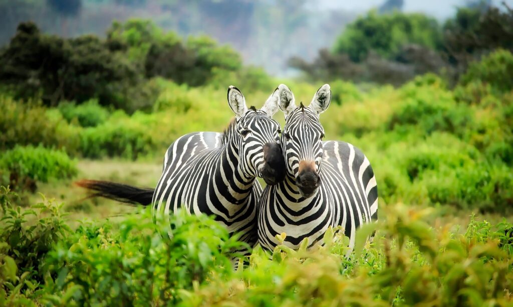 Viaje a Kenia