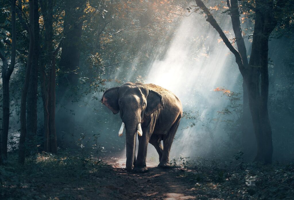 Chiang Mai