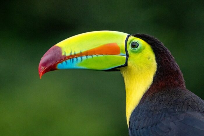 Costa Rica Idílica a tu Aire