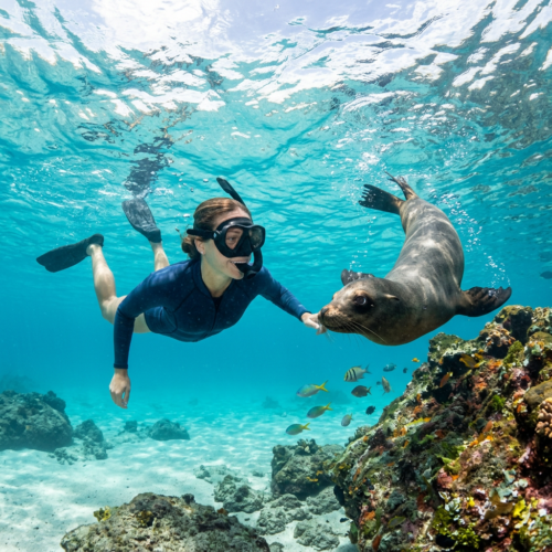 Personas haciendo snorkel junto a lobos marinos en aguas de las Islas Galápagos