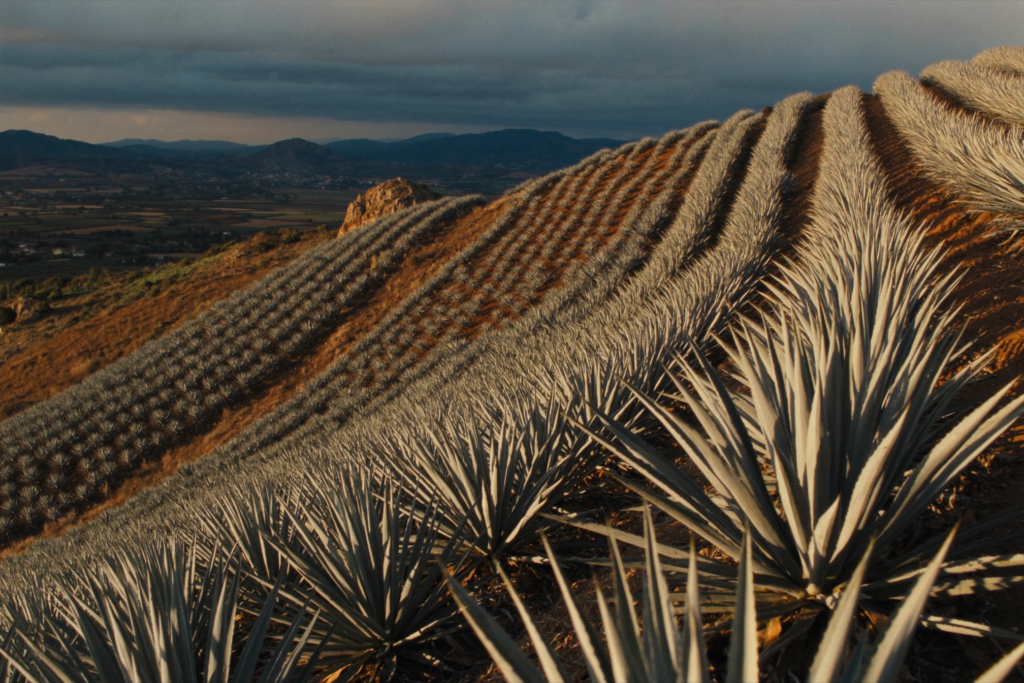 03-campos-de-agave.png