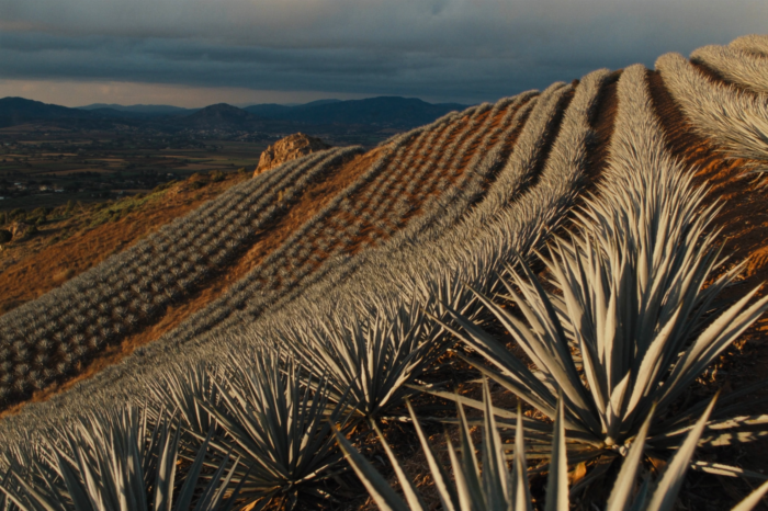 Tequila con Limón