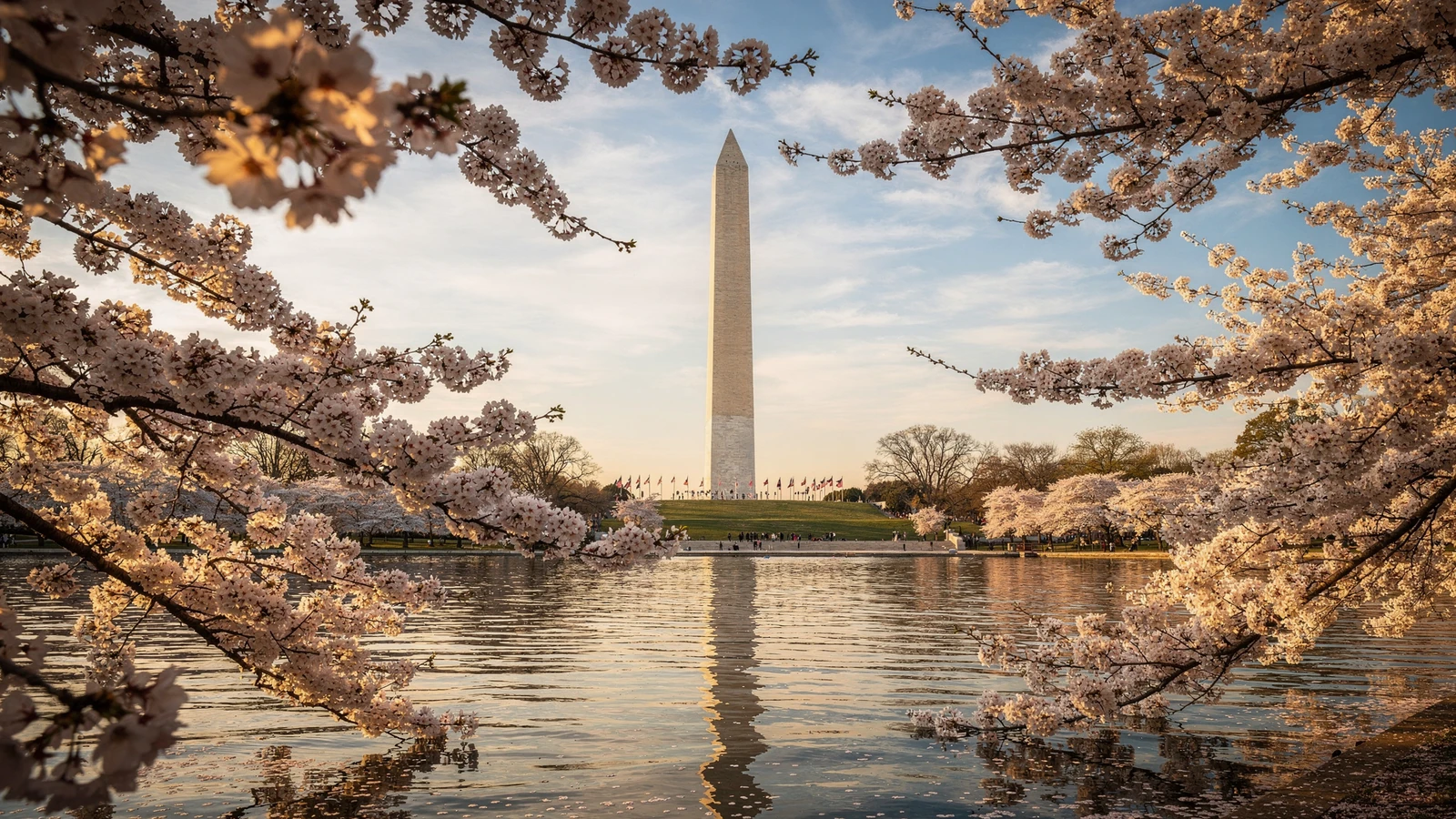 Monumento a Washington y cerezos Monumento a Washington y cerezos