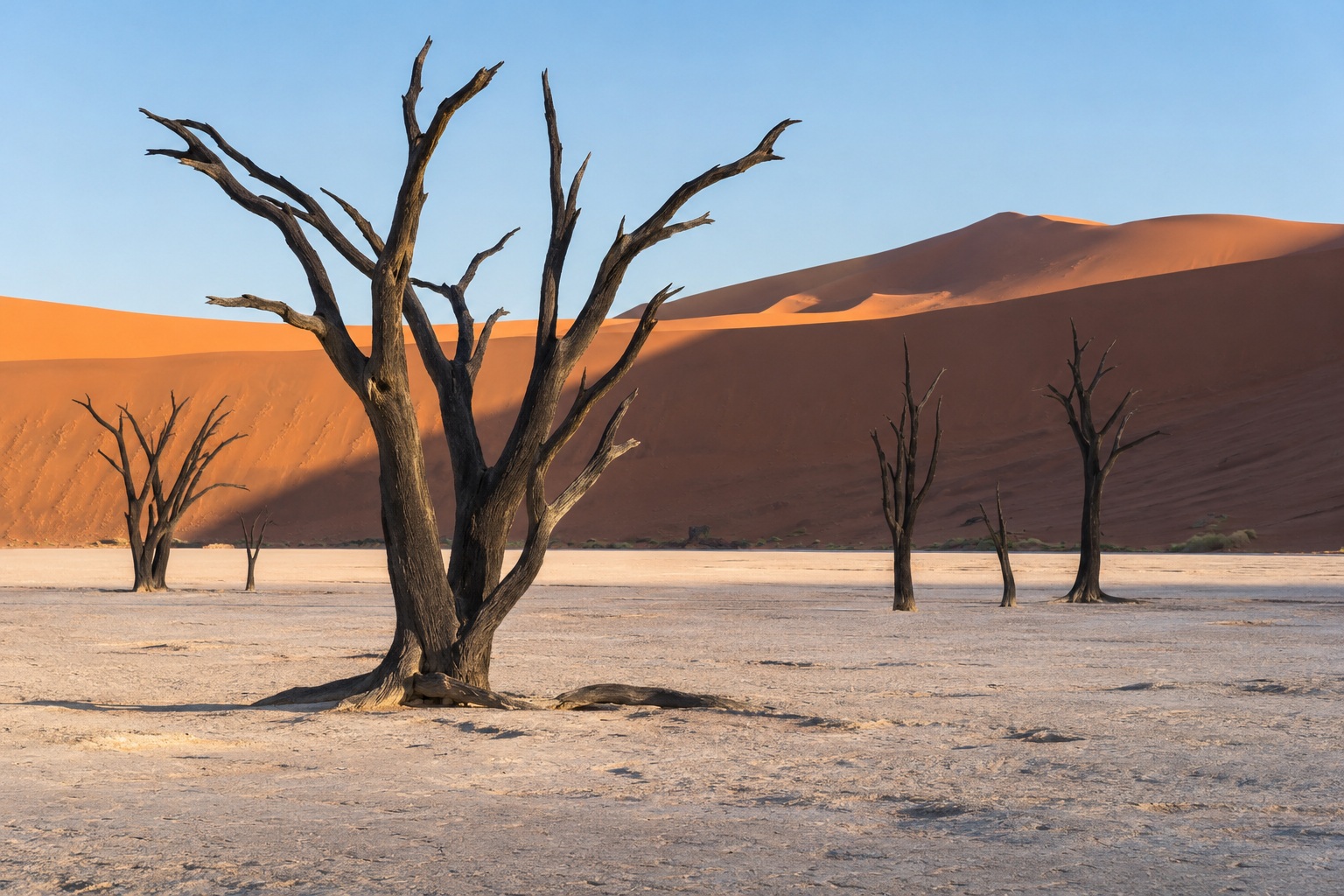 Árboles de Deadvlei sobre el suelo blanco - Desiertos de Namibia