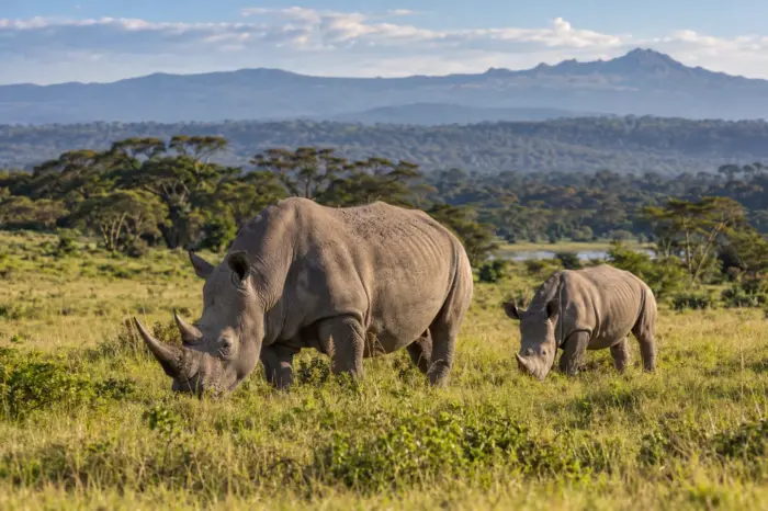 Safari Kifaru