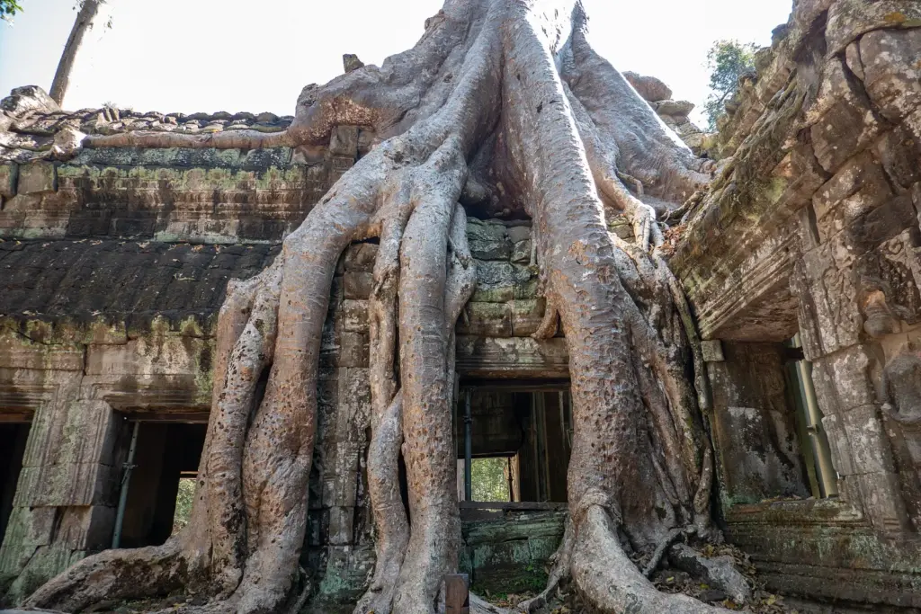 Templo Ta Prohm Raíces gigantes de árboles abrazando las ruinas del templo Ta Prohm